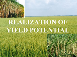 realization_of_yield_potential